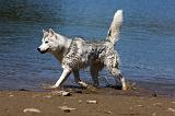 SIBERIAN HUSKY 552